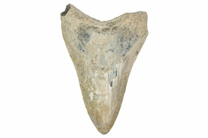 Bargain, Fossil Megalodon Tooth - Georgia #338833